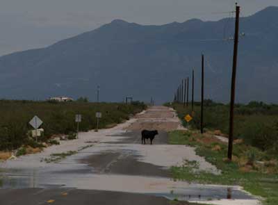 Monsoon Cow